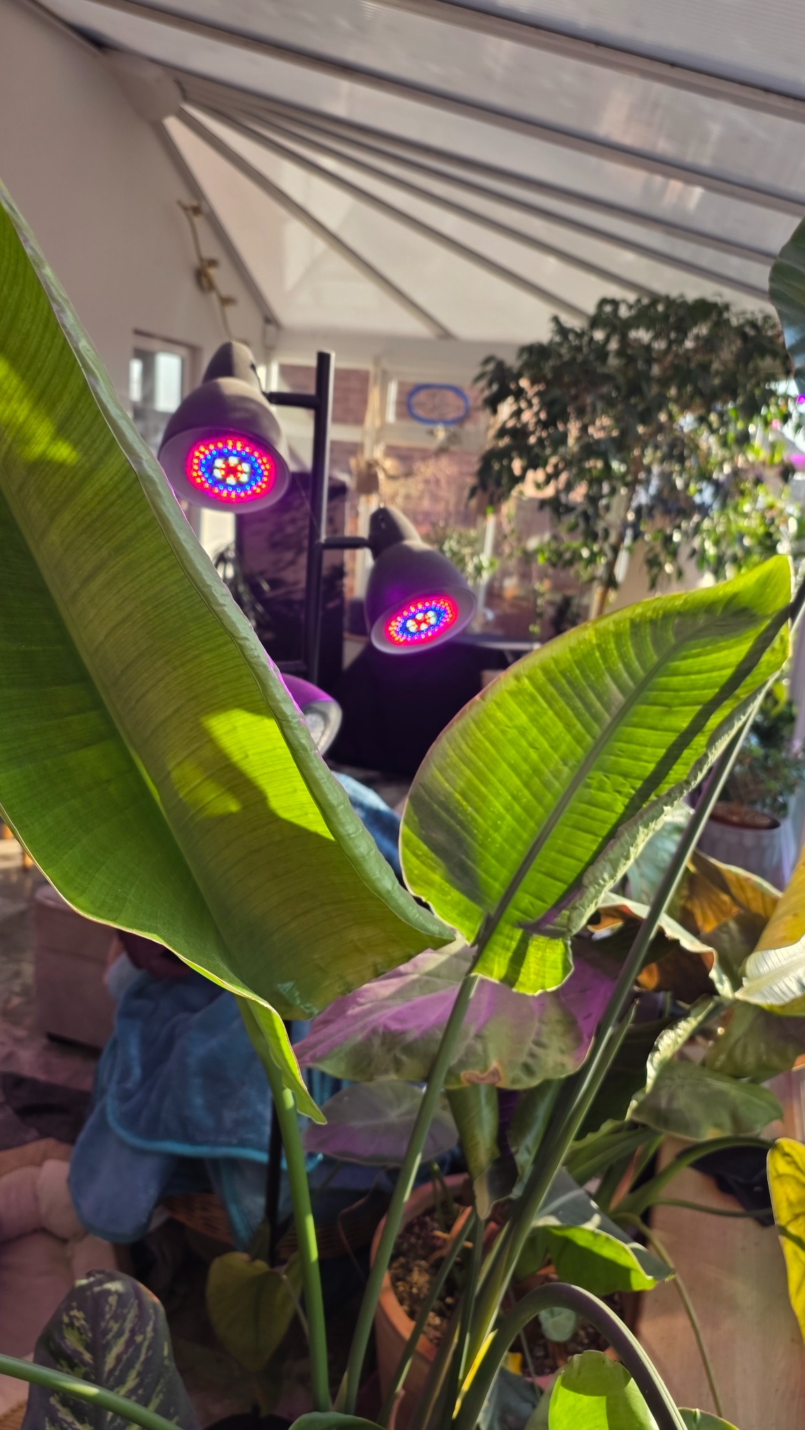 Hydroponic plant lamps lighting large tropical leaves